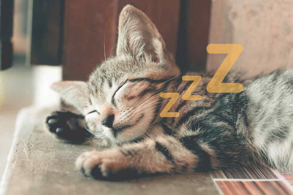 What is the Bash Null Command?